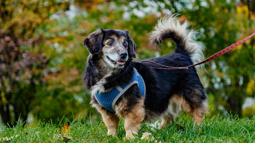 Zdjęcia zwierzaków